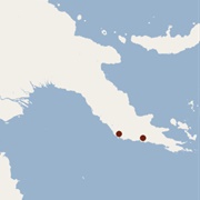 New Guinea Big-Eared Bat