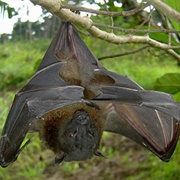 Lesser Musky Fruit Bat
