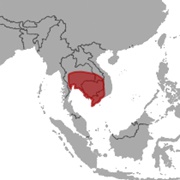 Thick-Thumbed Myotis