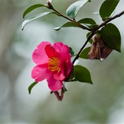 Camellia