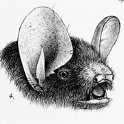 Greater Tube-Nosed Bat