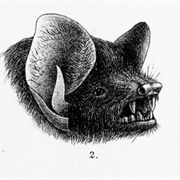 Lesser Hairy-Winged Bat