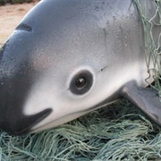 Smallest Whale in the World Vaquita