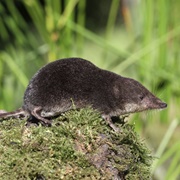 American Water Shrew