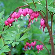 Bleeding Heart