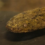 Giant Salamander