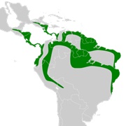 Dark Long-Tongued Bat