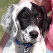 English Setter Puppy