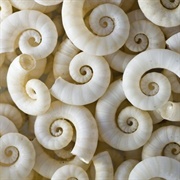 Common Spirula