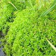 Sphagnum Moss