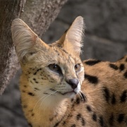 Serval