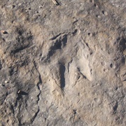 Dinosaur Footprints Wilderness Reservation, Massachusetts