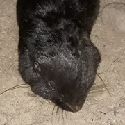Townsend's Pocket Gopher
