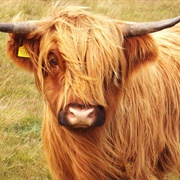 Highland Cow