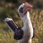 Zazu (The Lion King Live Action)