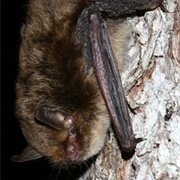 Alcathoe Bat