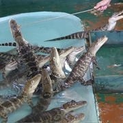 Feed Baby Alligators