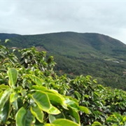 Standing Spring Coffee Plantation (Blue Mountains), Jamaica