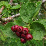 Redhaw Hawthorn (Crataegus Sanguinea)