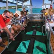 Take a Trip on a Glass Bottom Boat