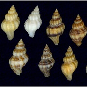 Atlantic Oyster Drill