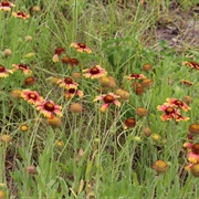 Palatka to St. Augustine State Trail