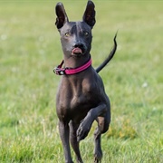 Xoloitzcuintli