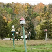 Birdhouse City, Picton