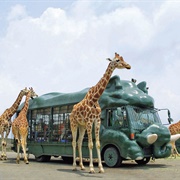 African Safari, Usa, Japan