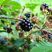 Blackberries