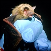 Tricolored Bat