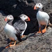 Boat Trip to See Puffins