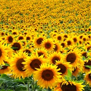 Sunflower Fields