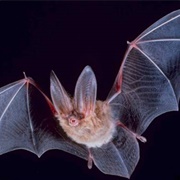 Townsend's Big-Eared Bat