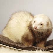 Cinnamon Ferret