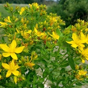 St. John's Wort (Hypericum Perforatum)