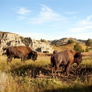 Theodore Roosevelt National Park, North Dakota