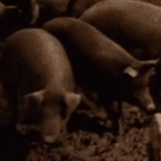 Pigs