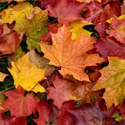 Autumn Leaves