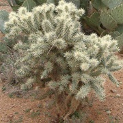 Teddybear Cholla