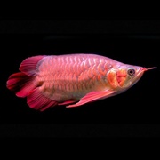 Arowana
