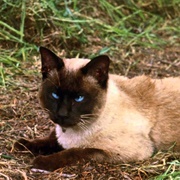 Tao (The Incredible Journey, 1963)