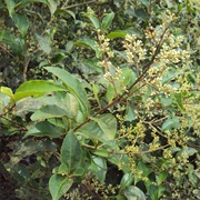 Ligustrum Robustum