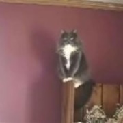 Some Guy Yells at  Some Cats