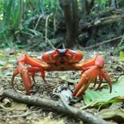 Christmas Island Red Crab
