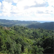 Barre De L'isle Forest Reserve, St. Lucia