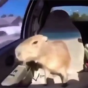 Capybara After Party