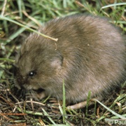 Round Tailed Muskrat