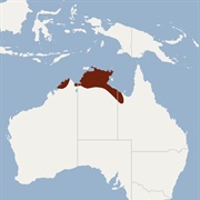 Pygmy Long-Eared Bat