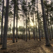 Black Park, Buckinghamshire